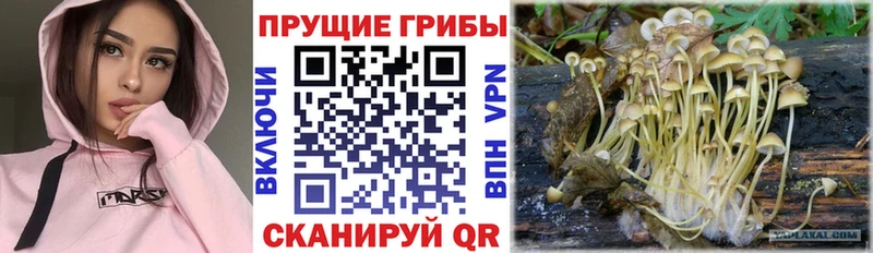 Псилоцибиновые грибы ЛСД ссылка на мегу зеркало Малаховка